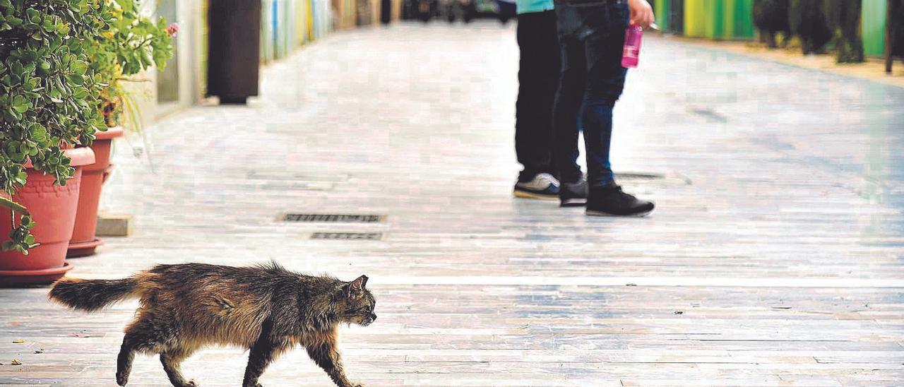 Un gato callejero pasea por las calles de Cartagena.