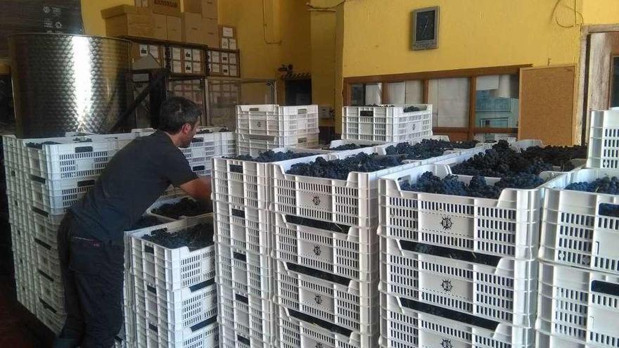 Un trabajador coloca las cajas de uva recibidas en una bodega de la Denominación de Origen.