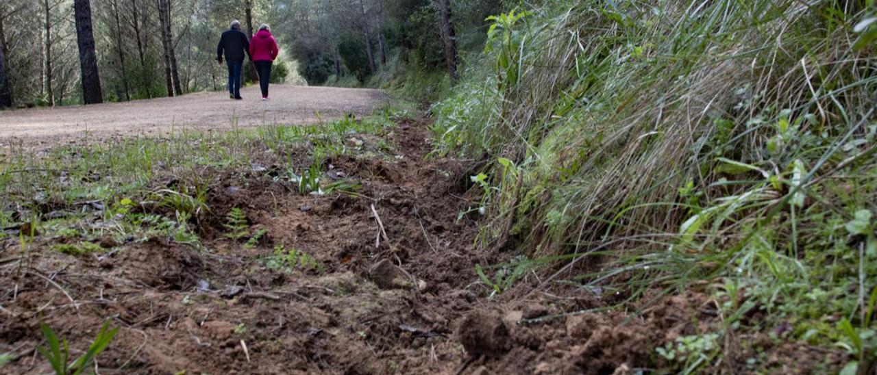 Terreno escarbado por jabalíes junto a la pista forestal de entrada a la Murta. | PERALES IBORRA