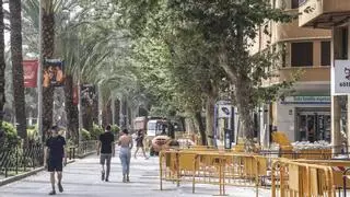 El Ayuntamiento de Alicante arrancará 35 árboles de Soto y Gadea por ser viejos o tener las raíces afectadas
