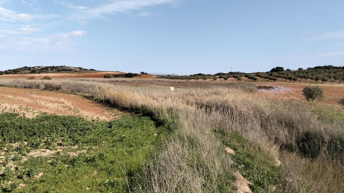 La Junta compra los terrenos de la Laguna de Camuñas en Campillos (Málaga) para su restauración ambiental.