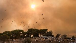 La factura de l’extinció d’incendis puja a 3.275 milions