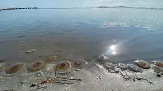 Las medusas huevo frito invaden las playas del Mar Menor y del Mediterráneo