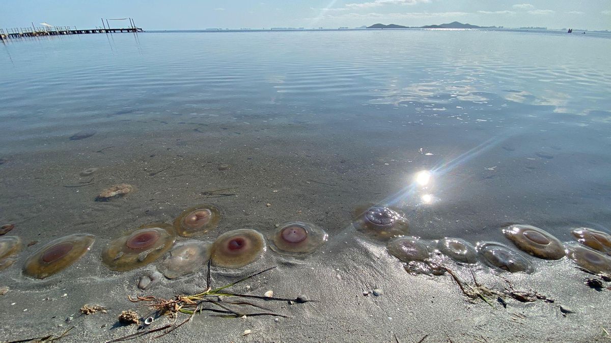 Imagen de archivo: Medusas huevo frito en la arena de la playa de Punta Brava en el Mar Menor.
