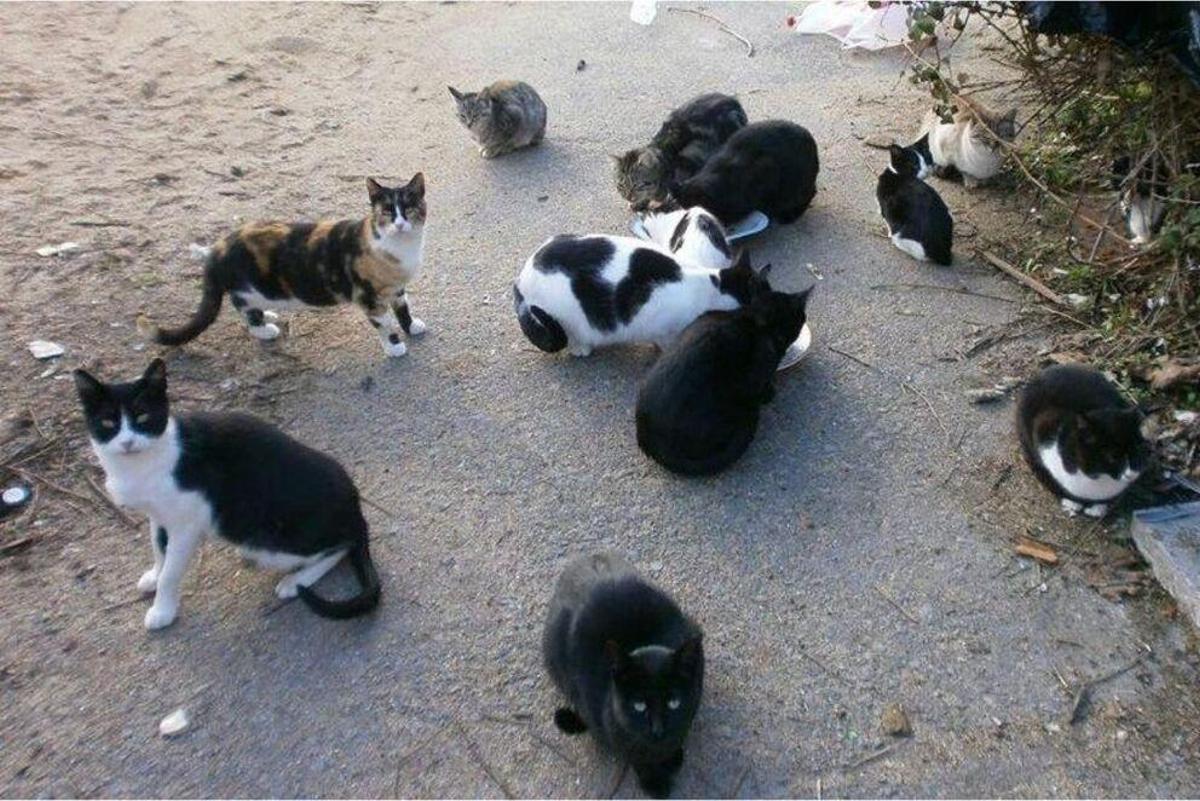 Gatos en Santa Cruz de Tenerife.