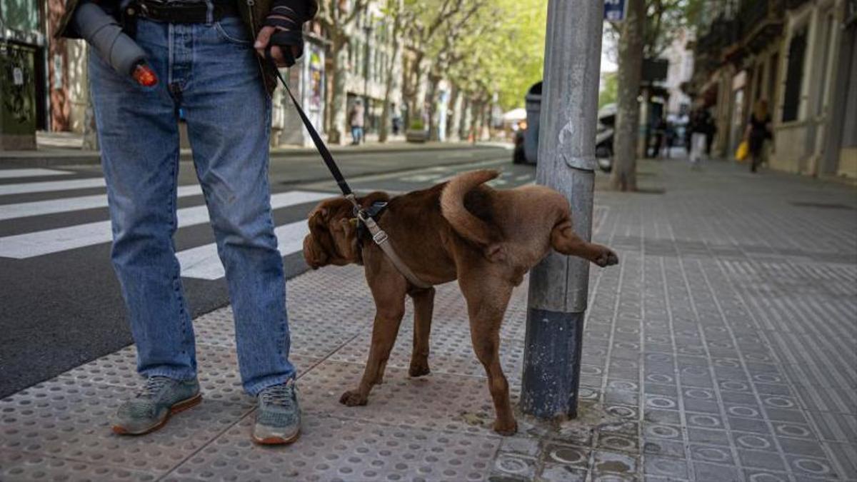 La Línea reparte 2.000 botellas para desinfectar el pipí de los perros en  las calles