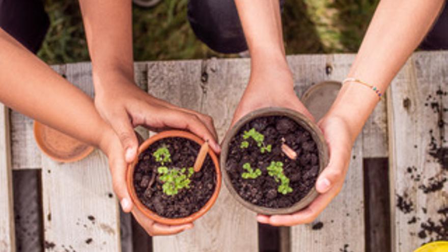 Sproutworld, la empresa que cultiva tomates y flores silvestres a partir de lápices