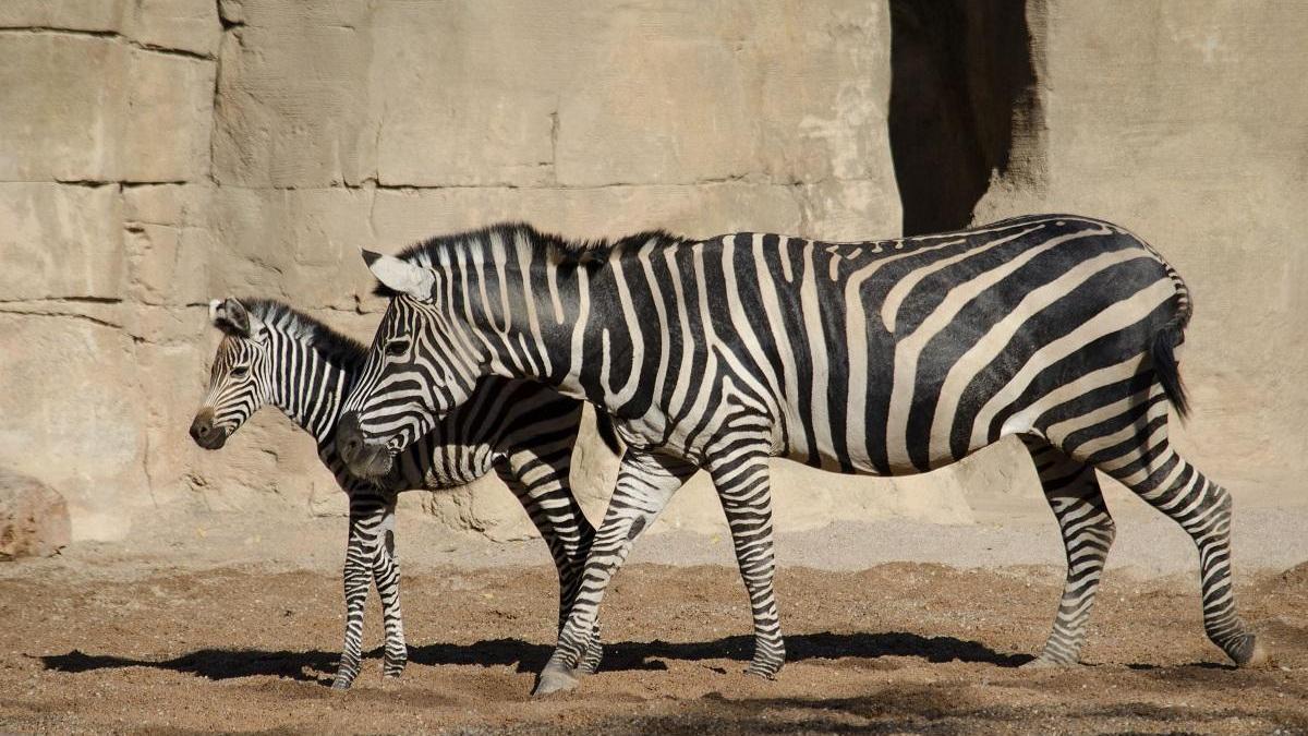 Nace la primera cebra de 2020 en Bioparc València.