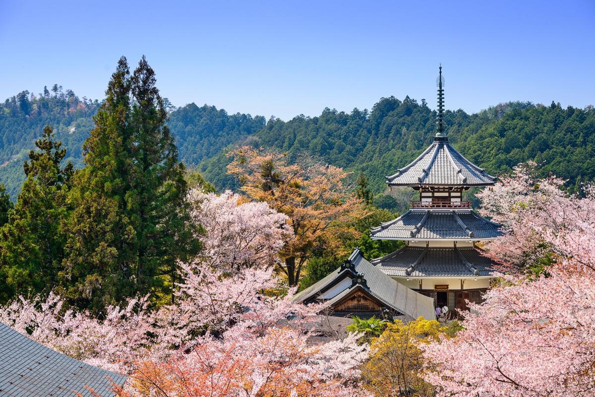 Cerezos en Yoshino, Japón.