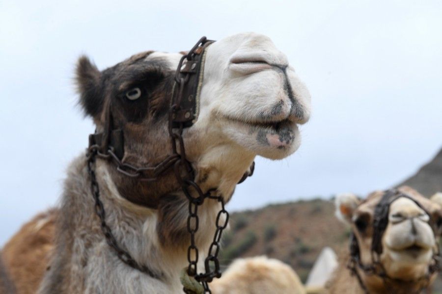 Camellos que este año se han quedado sin cabalgatas