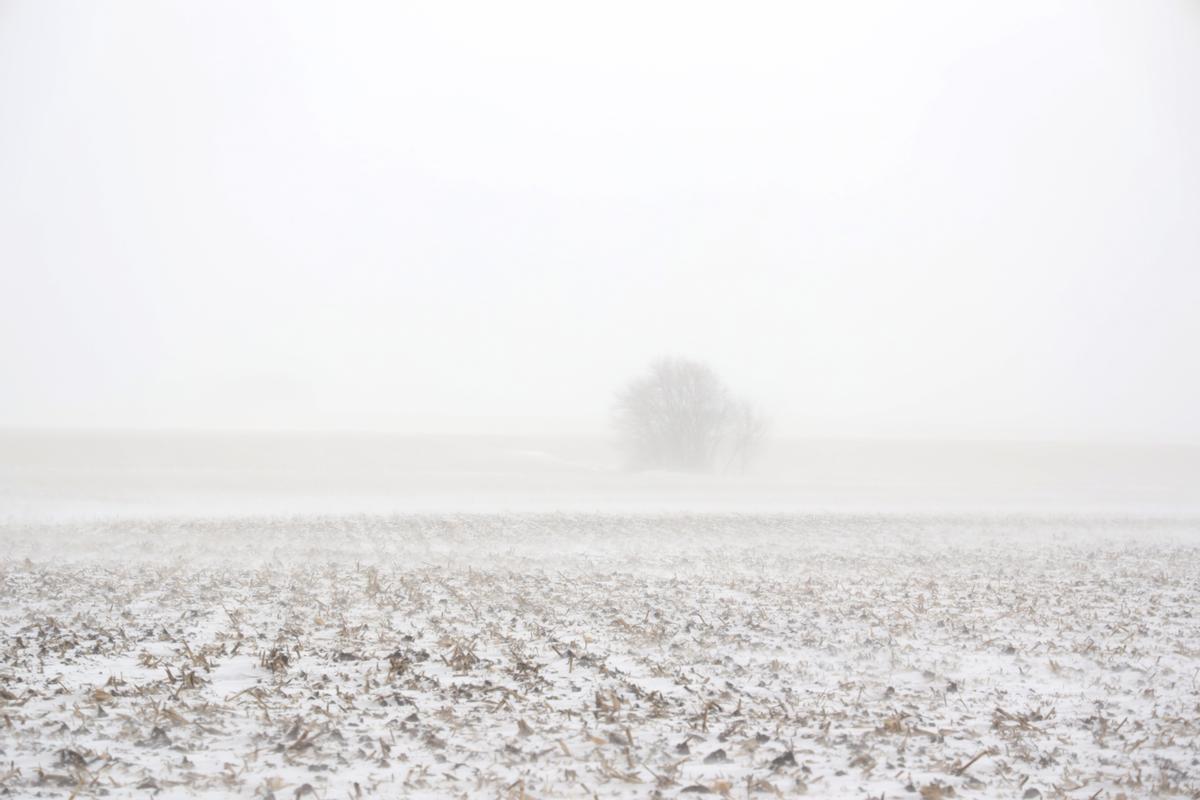 Un árbol solitario en un campo de grano en un día de intensa nieve en McLean.