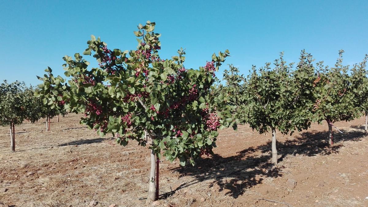 Plantación de árboles pistacheros.