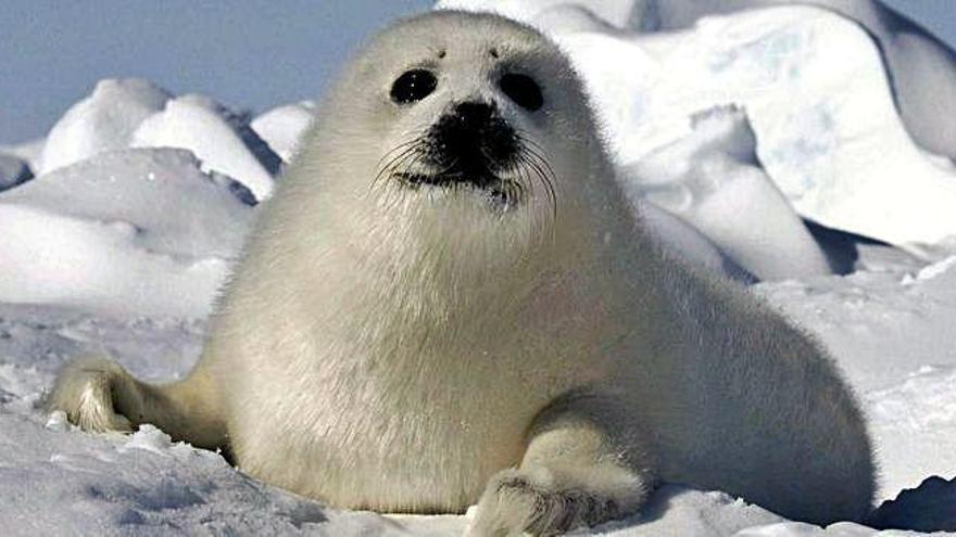 Una cría de foca descansa sobre un témpano de hielo.