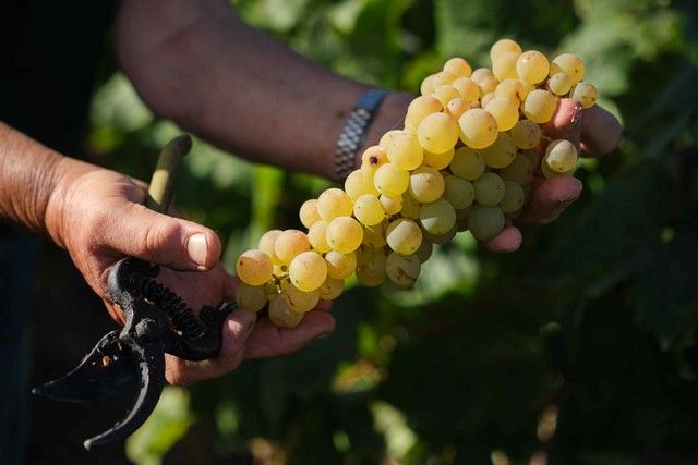 Vendimia en La Orotava, en los terrenos de bodega tajinaste