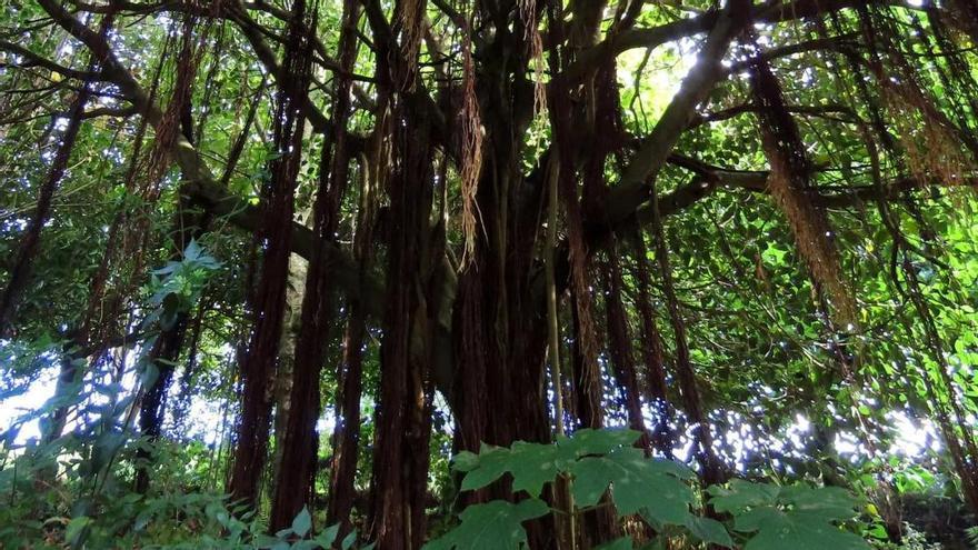 El bosque-jardín de Luarca, el que más especies reúne de los parques verdes de Asturias