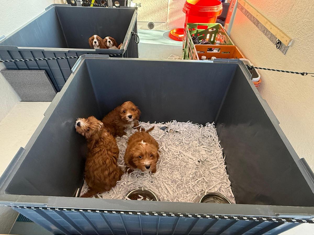 Les imatges dels cadells interceptats pels Mossos a Girona i que simportaven de forma irregular