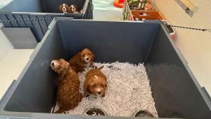 Les imatges dels cadells interceptats pels Mossos a Girona i que simportaven de forma irregular