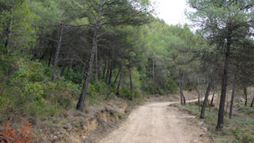 Boscos de Montserrat.