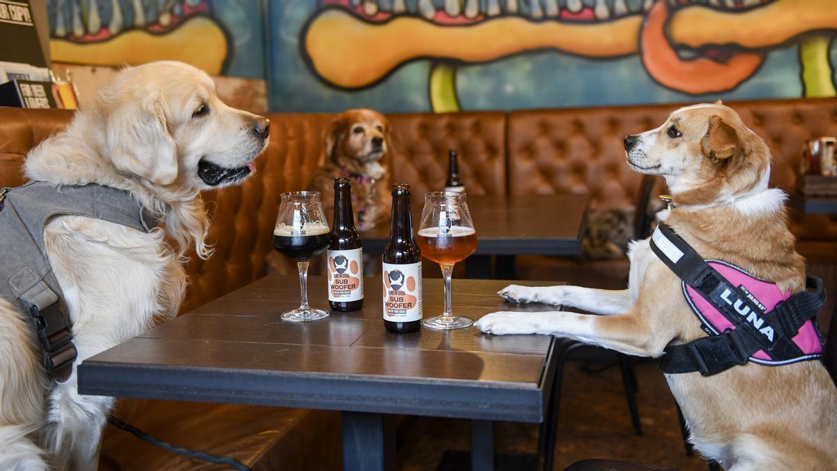 Tres perros posan en BrewDog entre botellines de cerveza para canes en una cata para perros. Es postureo perruno. Ellos beben la cerveza en cuenco.