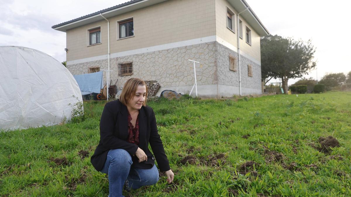 Los jabalíes acechan en Somió y Cabueñes, en Gijón, y alarman a los vecinos: "Campan a sus anchas"