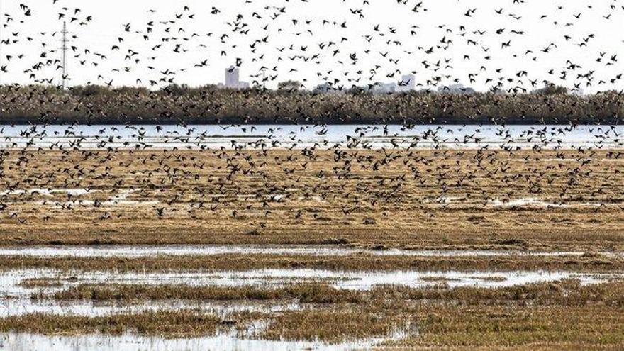 La Albufera no quiere ser el Mar Menor