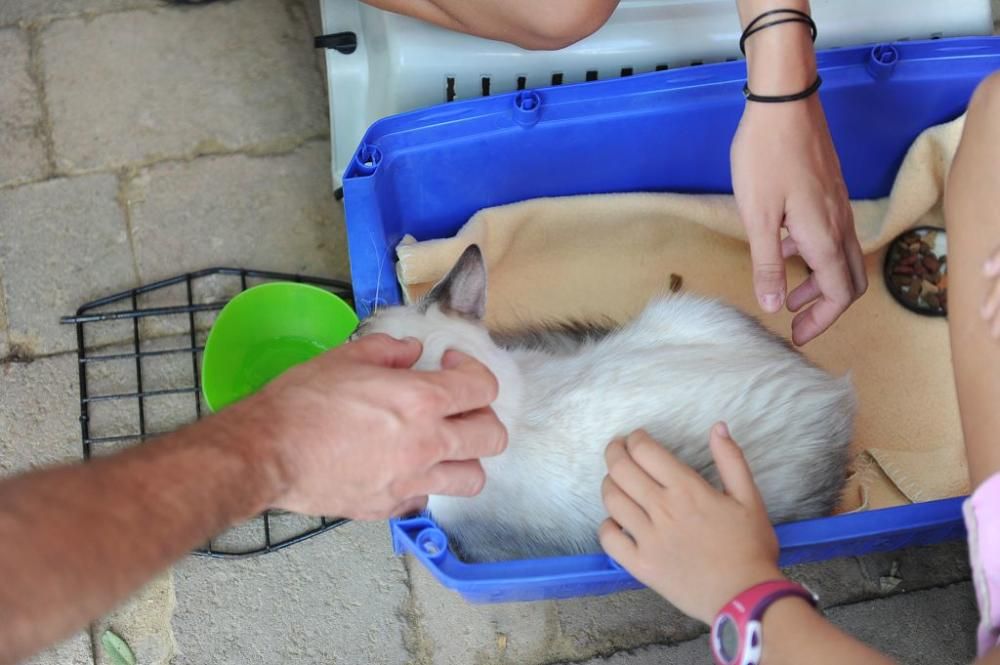 Muestra de mascotas en La Fama