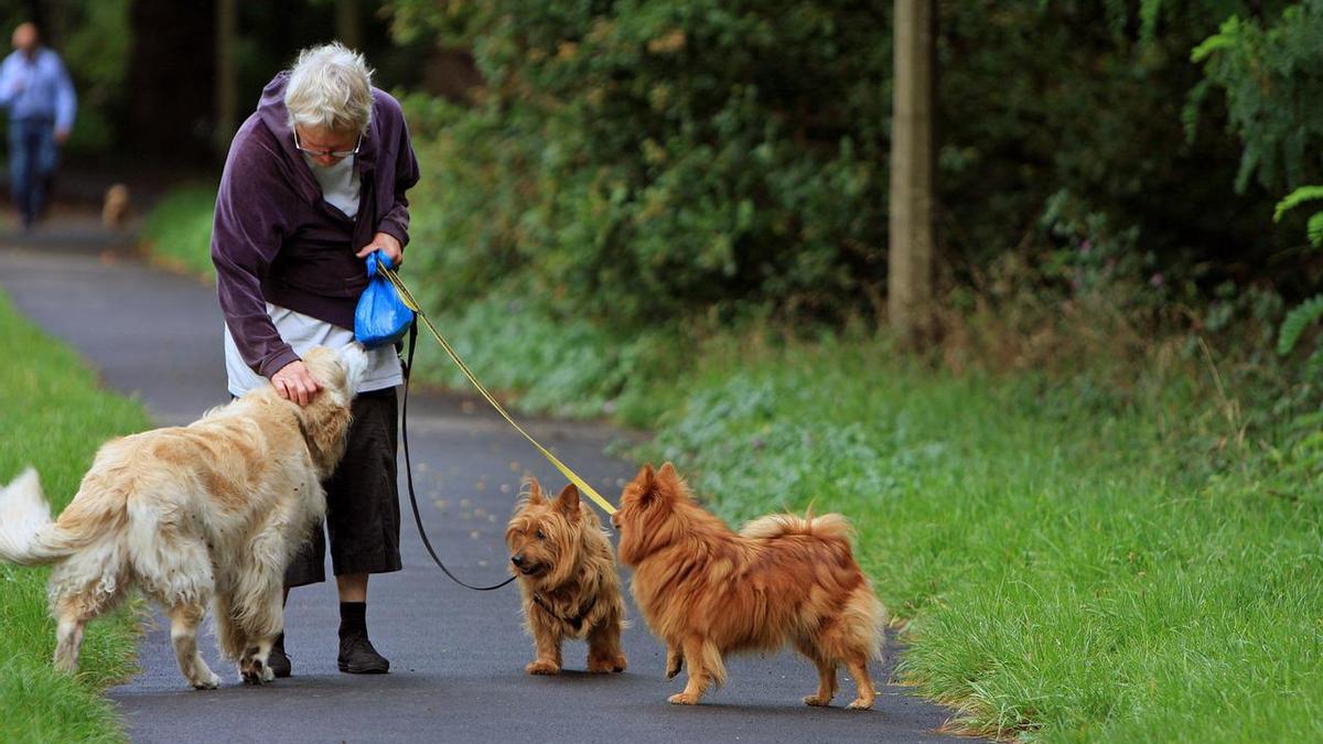 Los mejores perros para personas mayores.