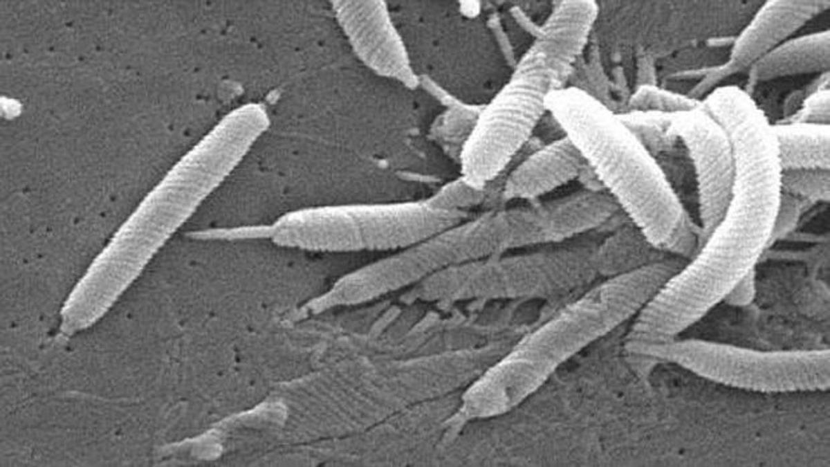 Helicobacter pylori, la enfermedad que tiene casi la mitad de España