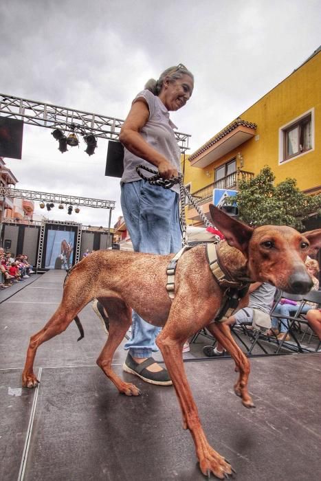 Pasarela de adopción de mascotas en Los Realejos