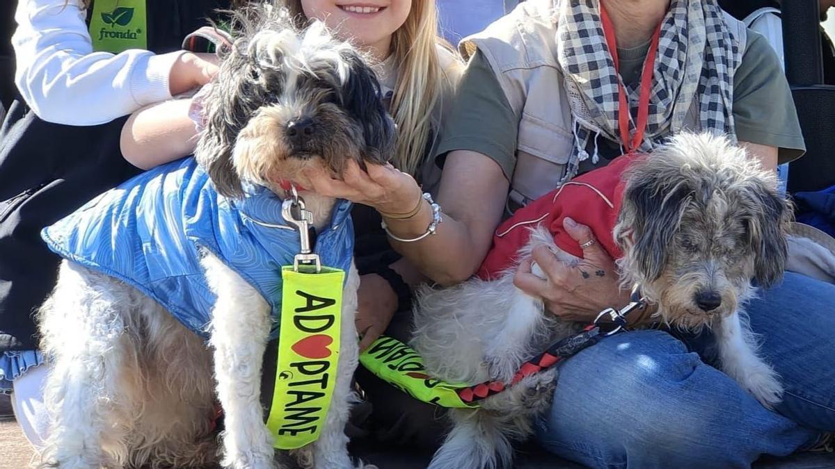 Perros que participarán en el desfile