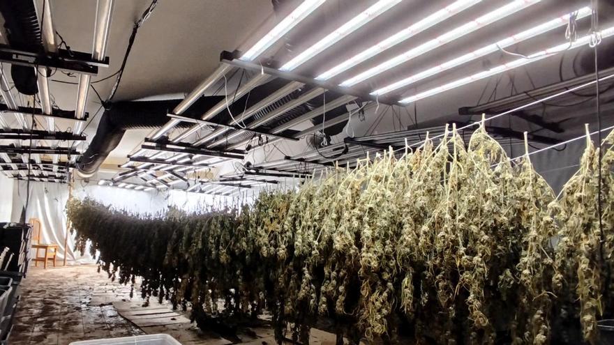 Els lladres de cases es passen al negoci de la marihuana