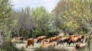 Andalucía cae rendida ante la carne alistana