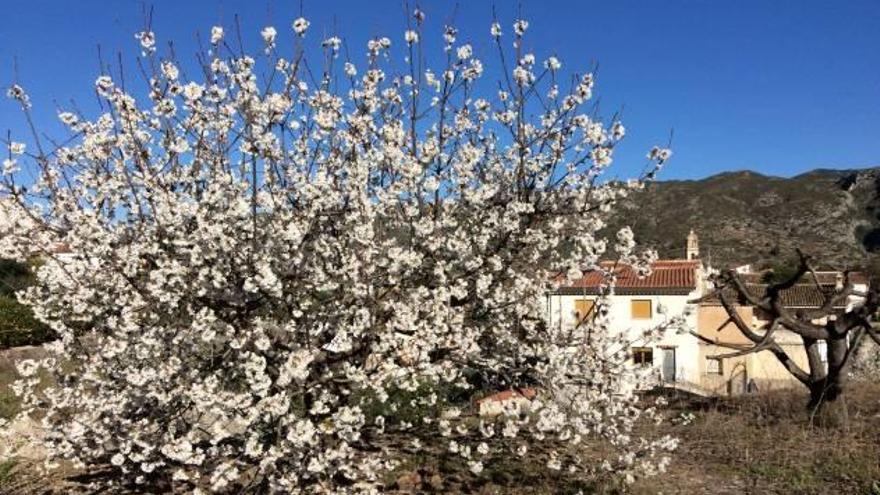 Espectacular floración de cerezos en la Vall de Gallinera