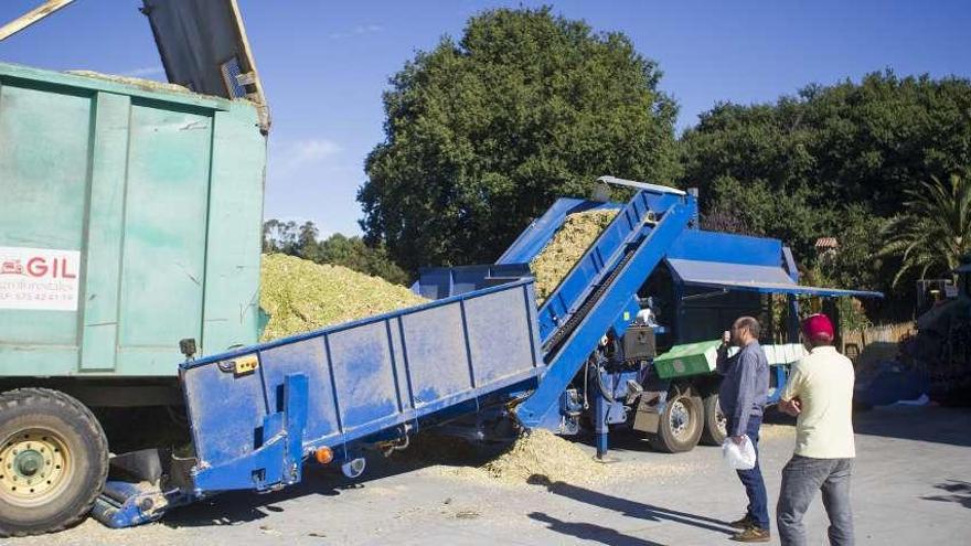 Silos de maíz en rollos en Cobideza  |  En plena campaña de ensilado de maíz, Cobideza dispone estos días de una máquina que elabora microsilos en rollos de plástico de unos ochocientos kilos de peso. La cooperativa lalinense ha firmado un convenio con una empresa coruñesa para contar con esta maquinaria hasta hoy y procesar en torno a mil toneladas de maíz. Su presidente, Román Santalla, confía en que el silo de maíz se conserve en los rollos de plástico, como el de hierba, para poder suministrarlo al ganado durante los próximos meses. En la imagen, la procesadora durante su estancia en la base de Silleda.