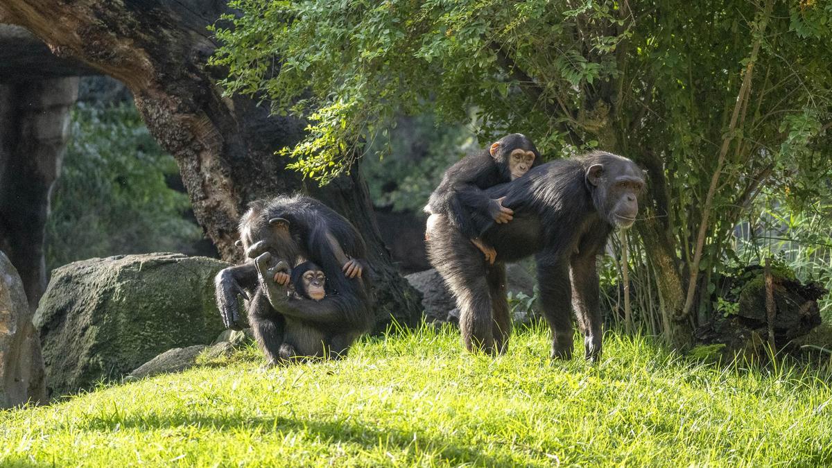 Familia de chimpancés en la selva de Bioparc Valencia.