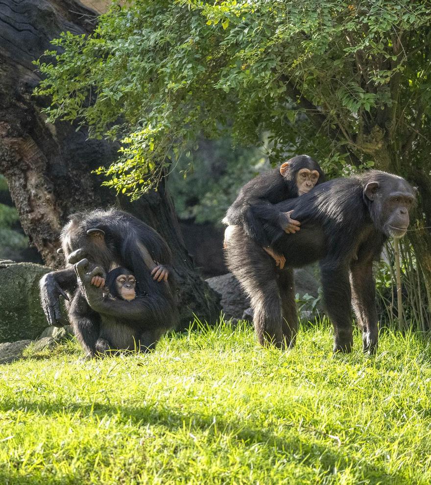 Aprovecha en noviembre los BIOdías y disfruta Bioparc Valencia con una promoción exclusiva
