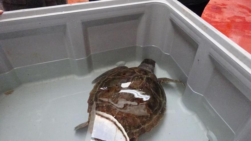 Un pesquero de Xàbia atrapa en sus redes de forma accidental una tortuga