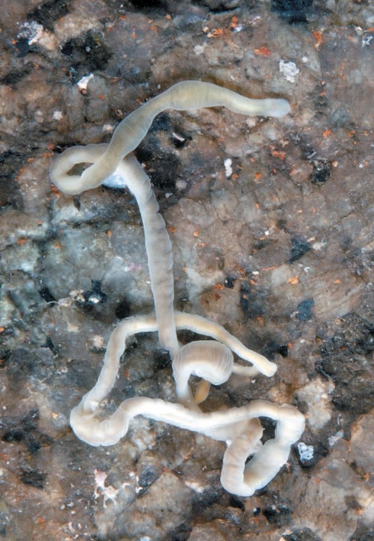 Emplectonema gracile (Johnston, 1837)