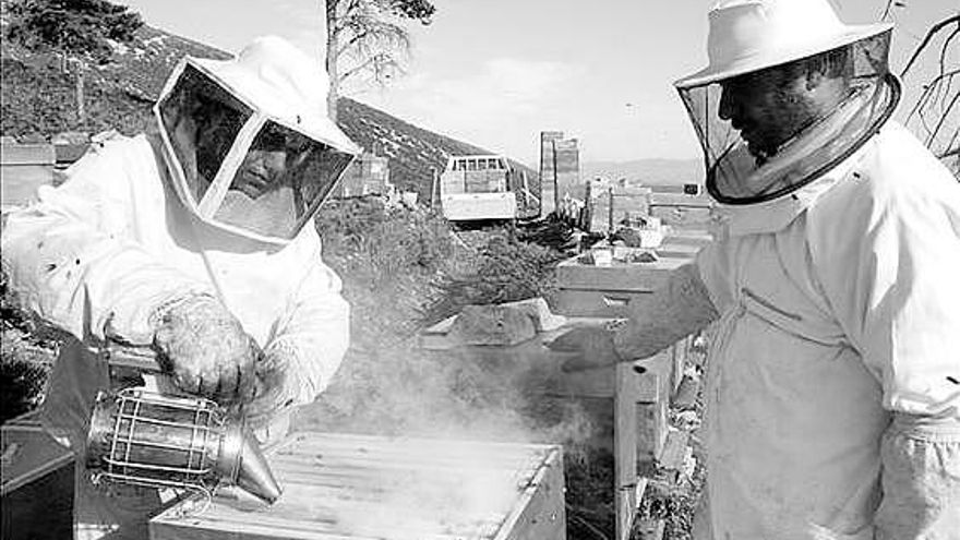 Luis Pérez y su hermano Gustavo aplican humo a una colmena para relajar a las abejas, antes de abrir.