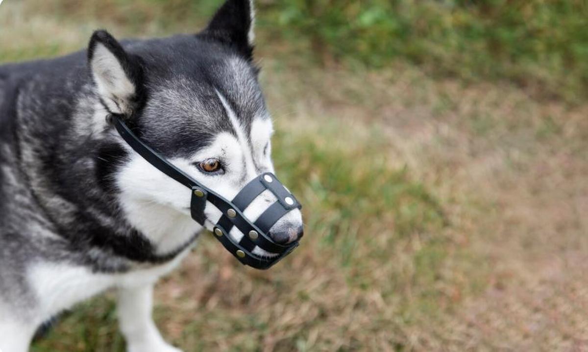 El teu gos ha de portar morrió i no li poses a les zones comunes?