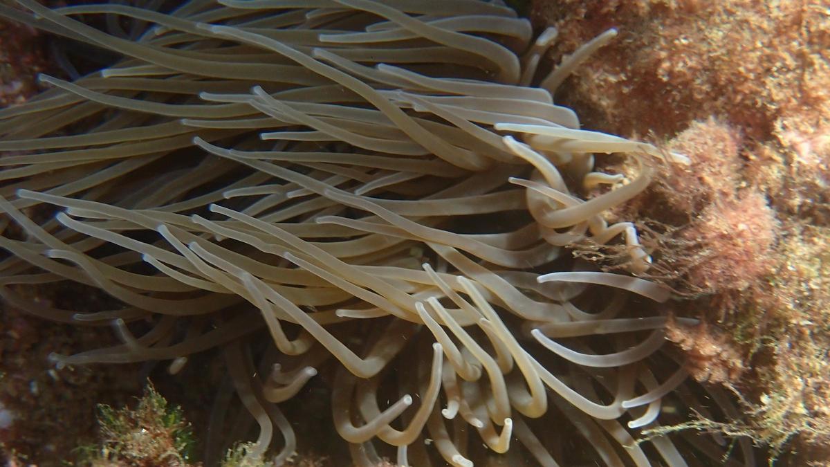 Fideos de mar - Anemonia viridis.jpg