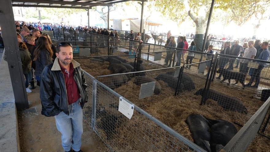 Visitantes a la feria deambulando entre los corrales de cerdo negro