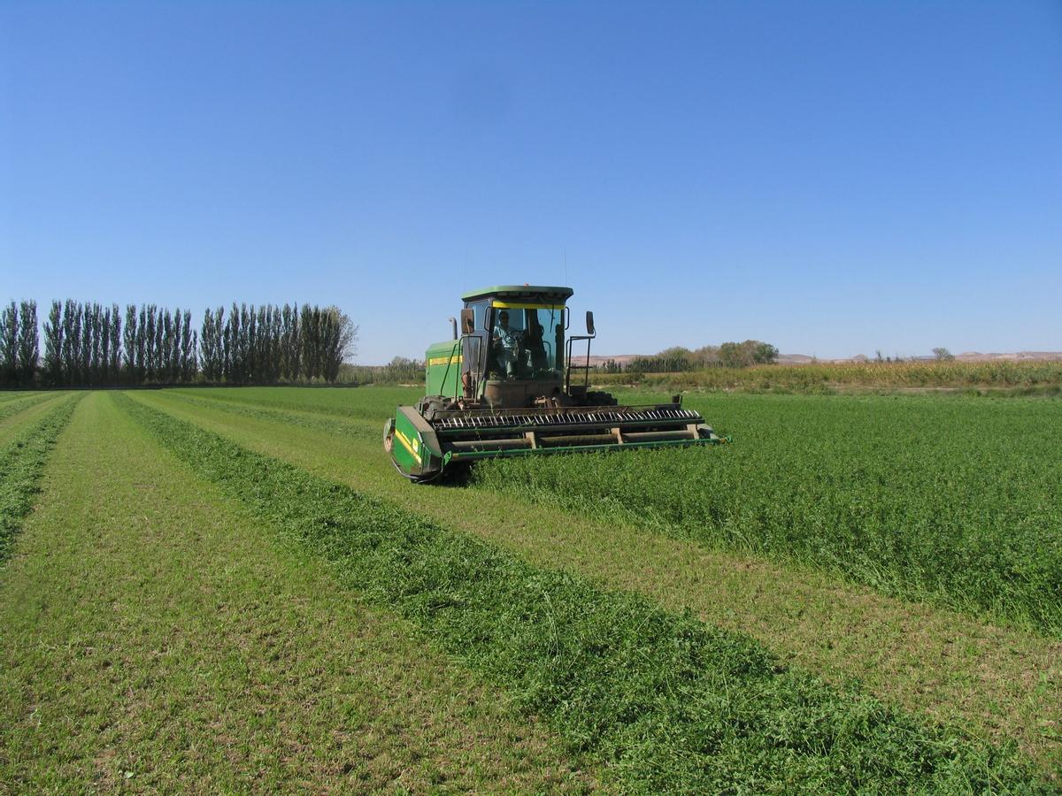 Una cosechadora, durante la siega de un campo de alfalfa en Aragón.
