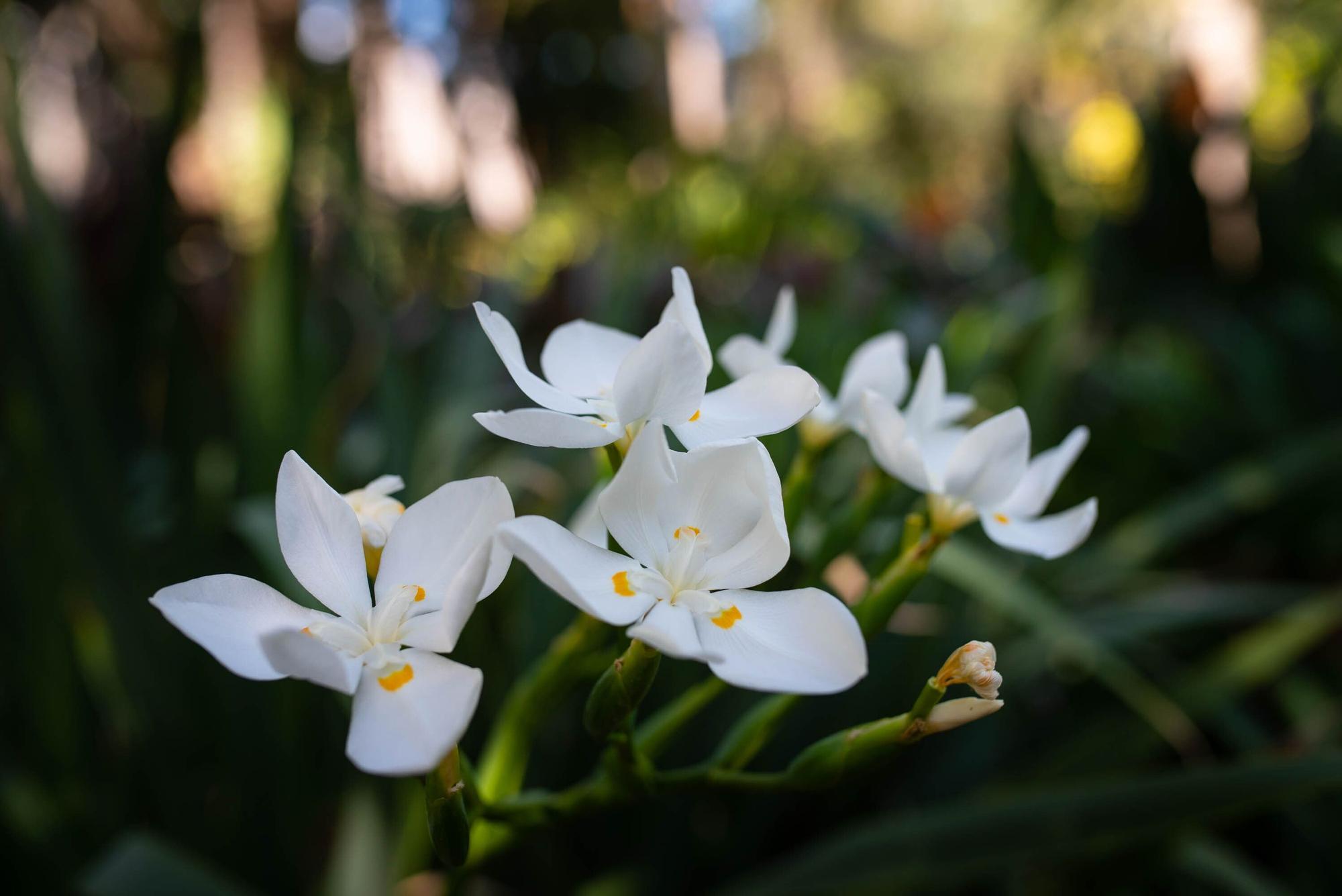 Reapertura Jardín Botánico