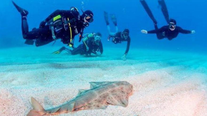 Canarias muestra en la Dive Travel Show sus atractivos en el segmento del buceo