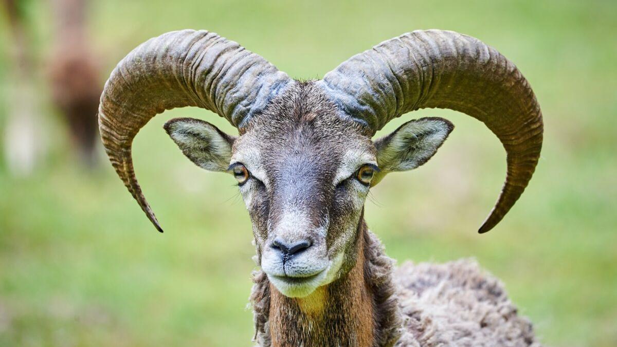 Instan a «erradicar» cabras, conejos y ovejas para salvar la flora de Canarias