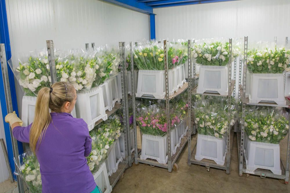 Un millón y medio de flores para el recuerdo