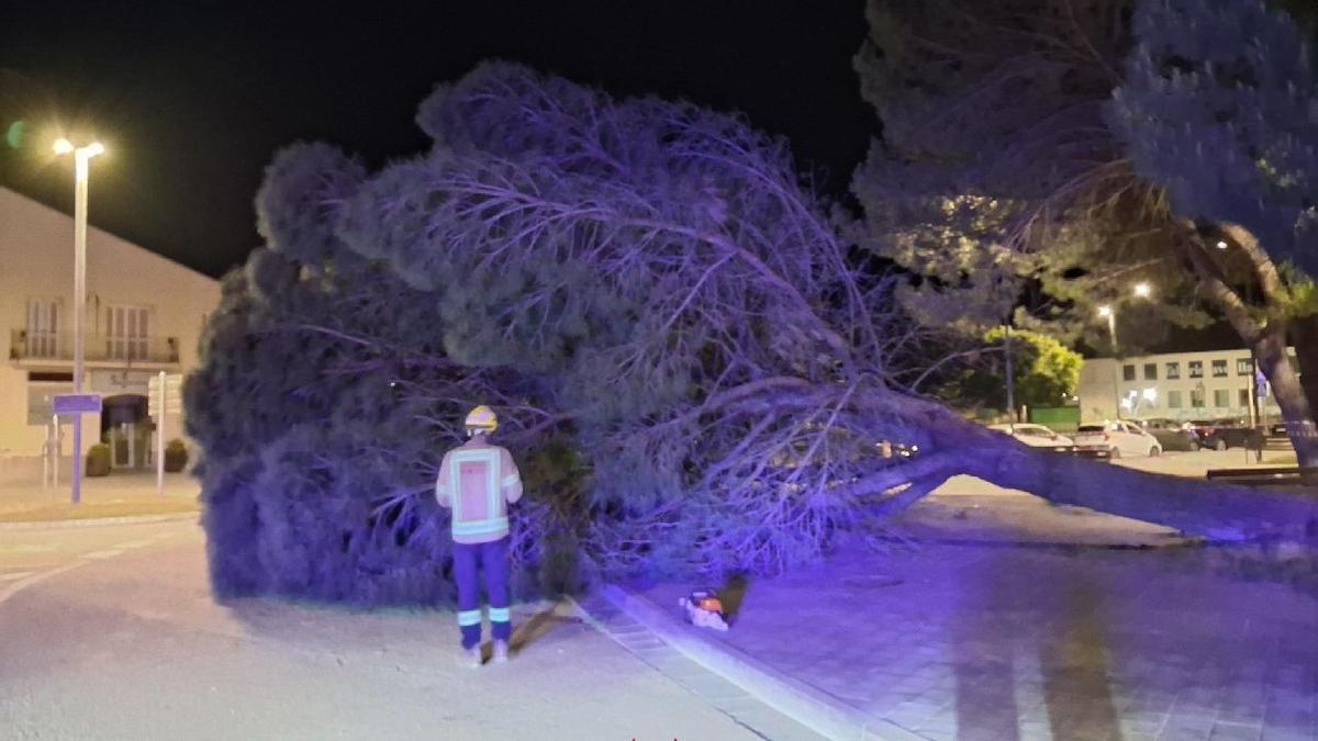 Efectius dels Bombers retiren l'arbre caigut