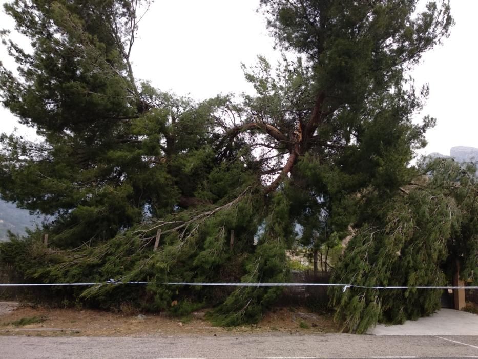 El temporal de viento provoca numerosos inciedentes en Sóller