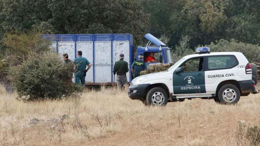 Agentes de la Guardia Civil y personal de la ganadería salmantina durante la recogida del toro, tras ser abatido de un disparo.